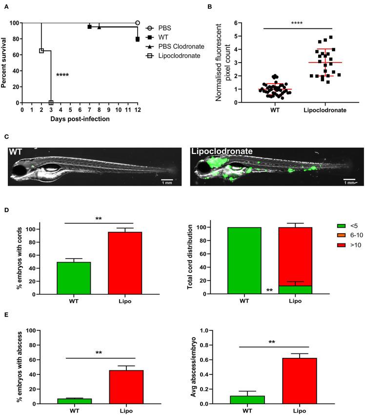 https://cdn.ncbi.nlm.nih.gov/pmc/blobs/b927/7396536/be6d2f3b2b76/fcimb-10-00357-g0004.jpg