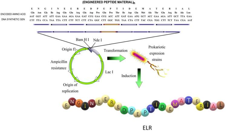 https://cdn.ncbi.nlm.nih.gov/pmc/blobs/b92f/8323661/e5c3dd23e29b/fbioe-09-652384-g002.jpg