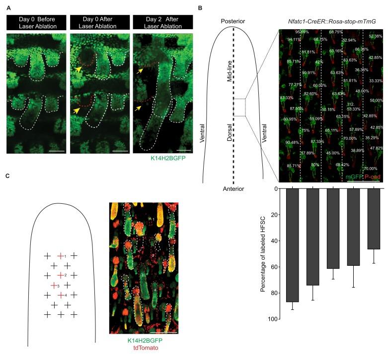 https://cdn.ncbi.nlm.nih.gov/pmc/blobs/b933/4758985/e6af7921e046/elife-10567-fig2-figsupp1.jpg