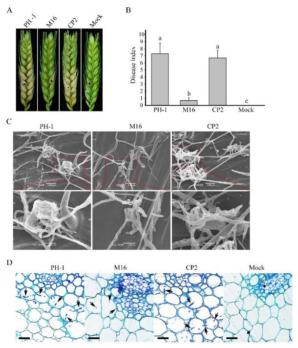 https://cdn.ncbi.nlm.nih.gov/pmc/blobs/b933/9605648/3d7b8ca8cc39/jof-08-01056-g002.jpg