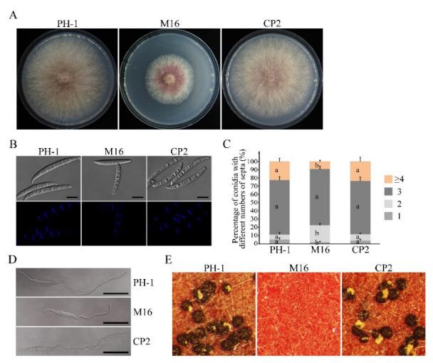 https://cdn.ncbi.nlm.nih.gov/pmc/blobs/b933/9605648/4e9c2c1453ef/jof-08-01056-g001.jpg