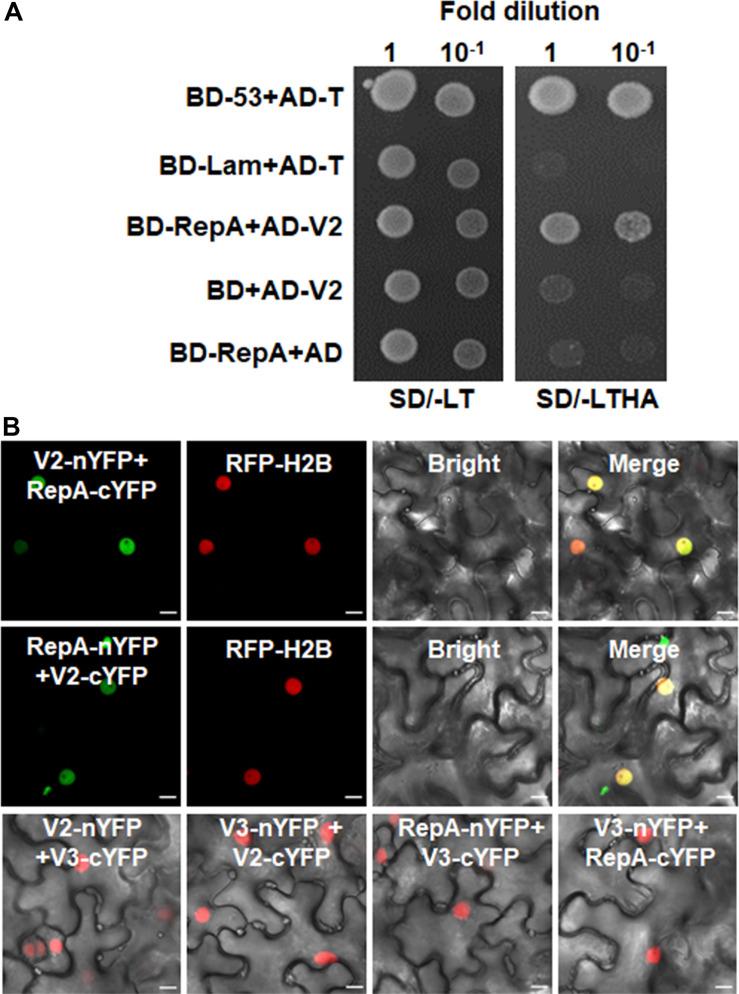https://cdn.ncbi.nlm.nih.gov/pmc/blobs/b935/7438950/dc29fbb622a9/fmicb-11-01828-g004.jpg