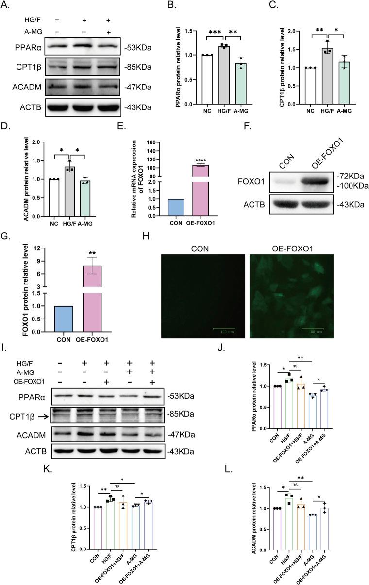 https://cdn.ncbi.nlm.nih.gov/pmc/blobs/b937/12043880/131b6b4e56f9/fphar-16-1566311-g004.jpg