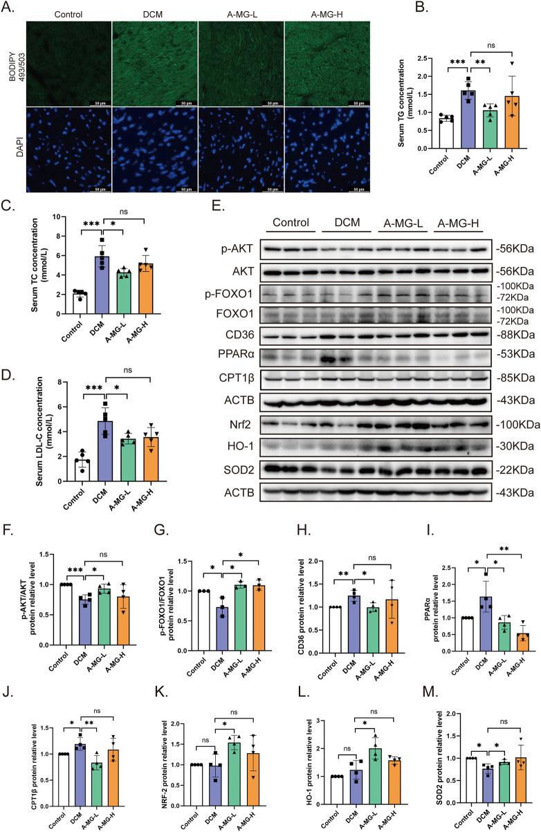 https://cdn.ncbi.nlm.nih.gov/pmc/blobs/b937/12043880/53f789316987/fphar-16-1566311-g008.jpg