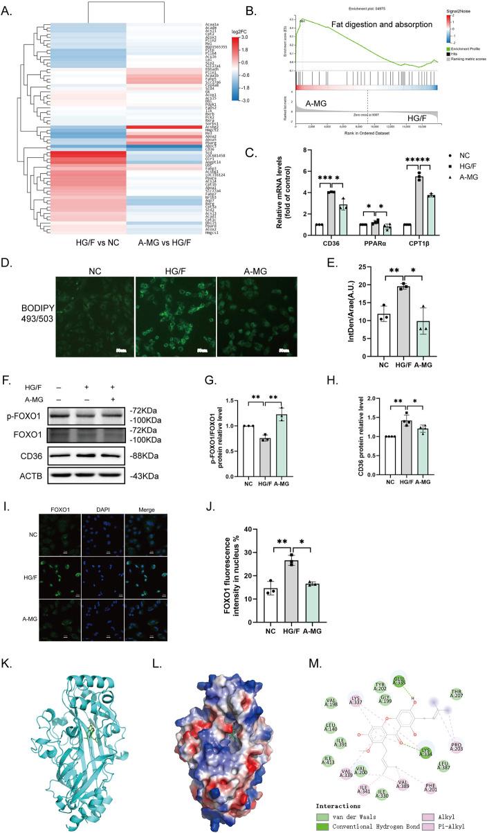 https://cdn.ncbi.nlm.nih.gov/pmc/blobs/b937/12043880/9b296ad870dc/fphar-16-1566311-g003.jpg