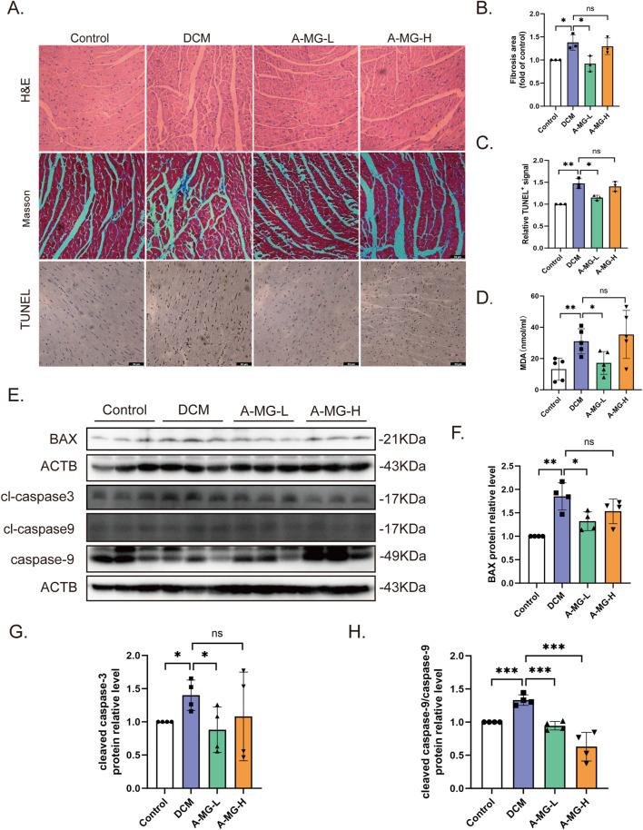 https://cdn.ncbi.nlm.nih.gov/pmc/blobs/b937/12043880/e02d0435ba59/fphar-16-1566311-g007.jpg
