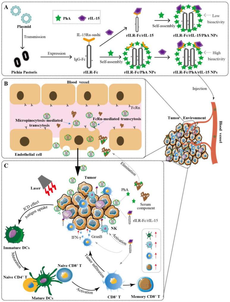 https://cdn.ncbi.nlm.nih.gov/pmc/blobs/b93d/12114846/f5b1d26a5bf2/pharmaceutics-17-00615-sch001.jpg
