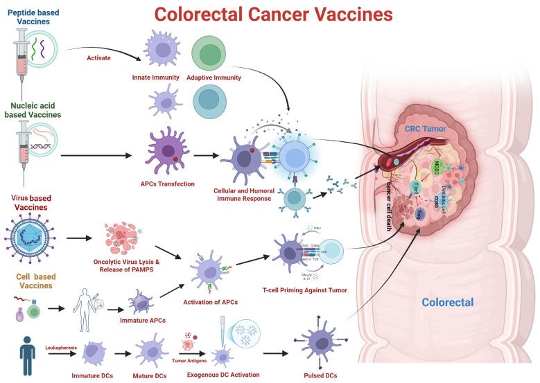 https://cdn.ncbi.nlm.nih.gov/pmc/blobs/b93d/12297939/ea980498e7d6/vaccines-13-00689-g002.jpg