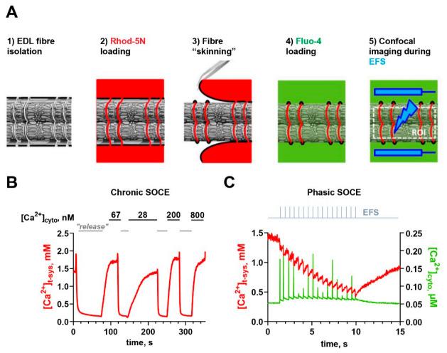 https://cdn.ncbi.nlm.nih.gov/pmc/blobs/b93f/8468011/81b1427f620b/cells-10-02356-g003.jpg