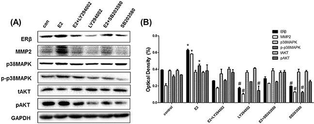 https://cdn.ncbi.nlm.nih.gov/pmc/blobs/b946/5593574/4c896efd4353/oncotarget-08-56443-g006.jpg