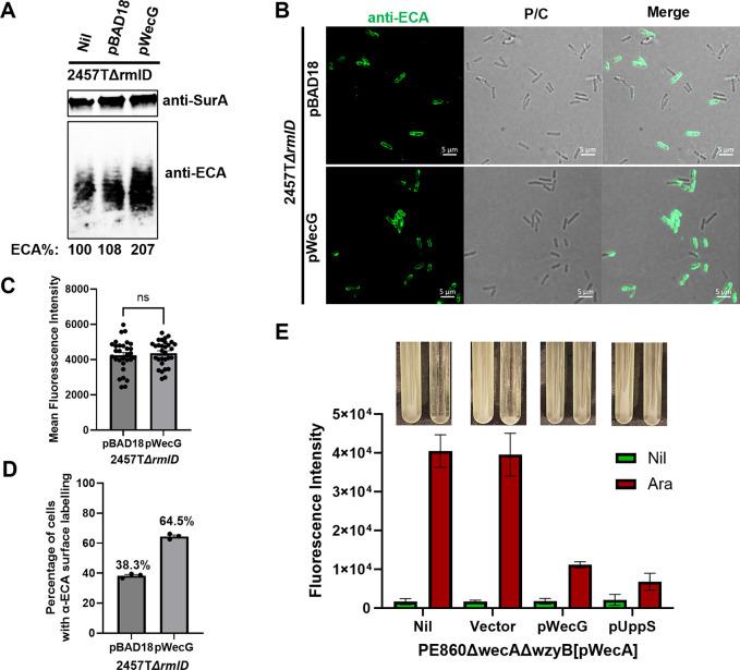 https://cdn.ncbi.nlm.nih.gov/pmc/blobs/b948/11813082/05d958238303/pgen.1011591.g006.jpg