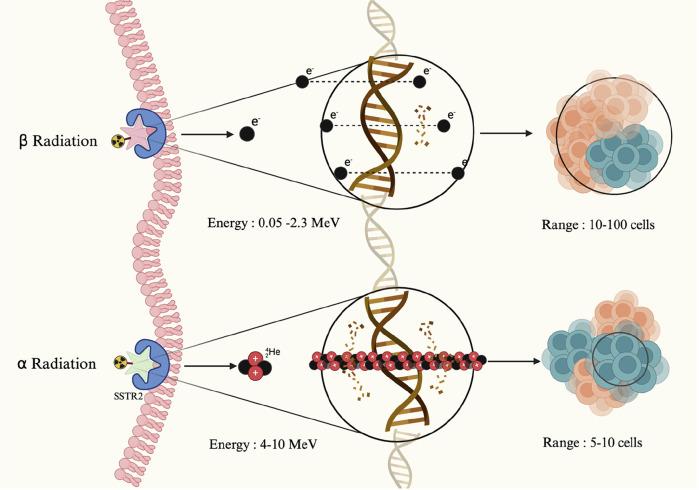 https://cdn.ncbi.nlm.nih.gov/pmc/blobs/b948/12089376/5a9bac7c6aa5/41698_2025_938_Fig2_HTML.jpg