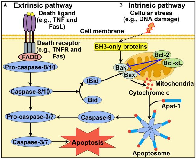 https://cdn.ncbi.nlm.nih.gov/pmc/blobs/b94a/10811021/b4cc2ea94089/fimmu-14-1309635-g001.jpg