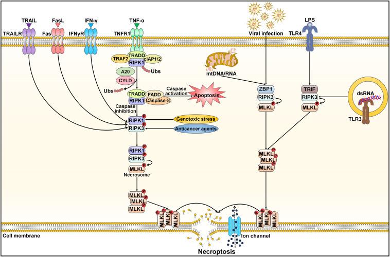 https://cdn.ncbi.nlm.nih.gov/pmc/blobs/b94a/10811021/bd1a6674d05d/fimmu-14-1309635-g004.jpg