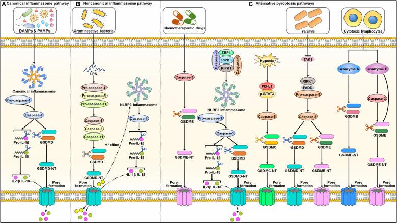 https://cdn.ncbi.nlm.nih.gov/pmc/blobs/b94a/10811021/cce3f84ac926/fimmu-14-1309635-g002.jpg