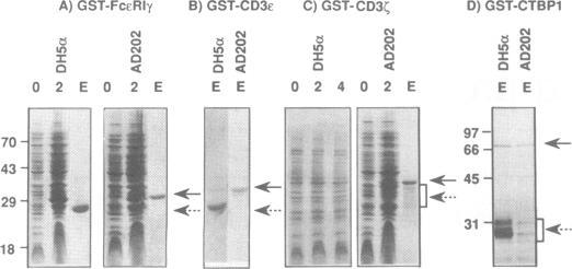 https://cdn.ncbi.nlm.nih.gov/pmc/blobs/b94b/523621/f712287bf7cd/nar00027-0300-a.jpg