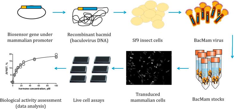 https://cdn.ncbi.nlm.nih.gov/pmc/blobs/b94e/5299843/4001865dfd35/srep42219-f1.jpg