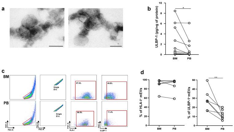 https://cdn.ncbi.nlm.nih.gov/pmc/blobs/b955/10253317/10d2b48cb3d3/ijms-24-09467-g005.jpg