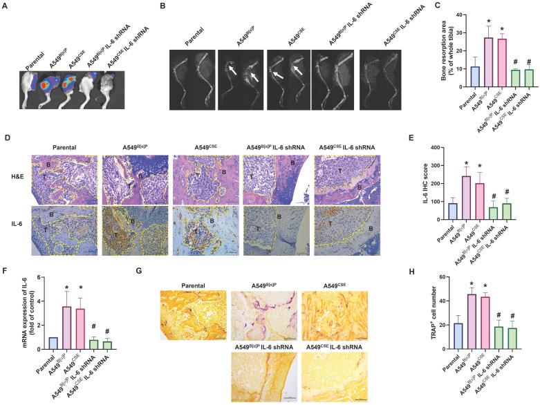 https://cdn.ncbi.nlm.nih.gov/pmc/blobs/b959/11234207/42ab6c6c9ac3/ijbsv20p3257g007.jpg