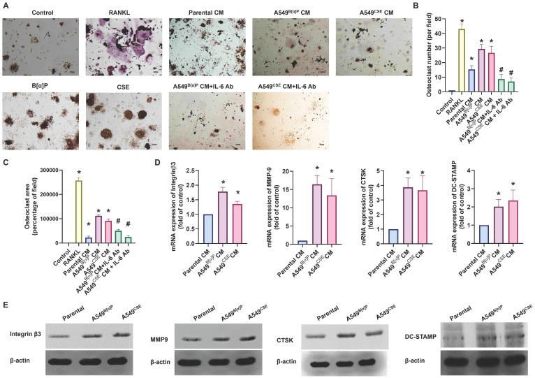 https://cdn.ncbi.nlm.nih.gov/pmc/blobs/b959/11234207/85c87ab32595/ijbsv20p3257g005.jpg