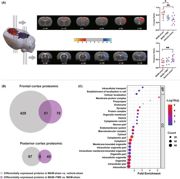 https://cdn.ncbi.nlm.nih.gov/pmc/blobs/b95b/10915985/f5433c6e0d84/CNS-30-e14427-g003.jpg