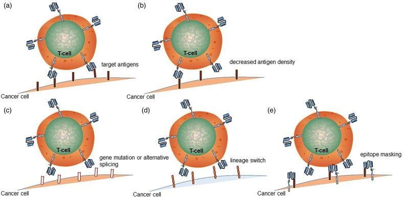 https://cdn.ncbi.nlm.nih.gov/pmc/blobs/b95c/9403467/342b6bf9251b/10.1177_15330338221118413-fig2.jpg