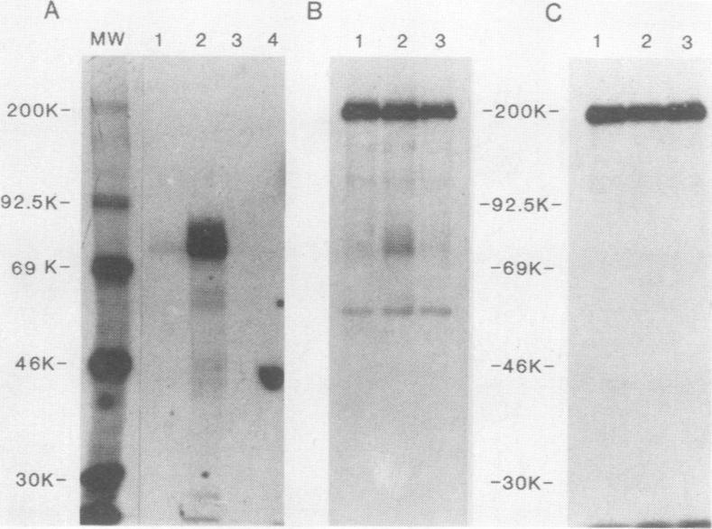 https://cdn.ncbi.nlm.nih.gov/pmc/blobs/b95e/360539/355193955fa9/molcellb00041-0108-a.jpg