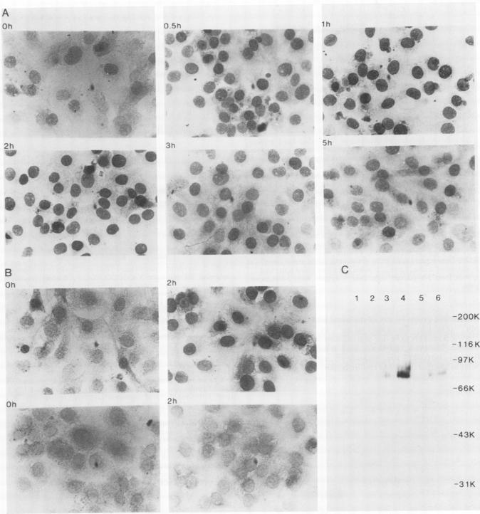 https://cdn.ncbi.nlm.nih.gov/pmc/blobs/b95e/360539/535e99db8cde/molcellb00041-0107-a.jpg