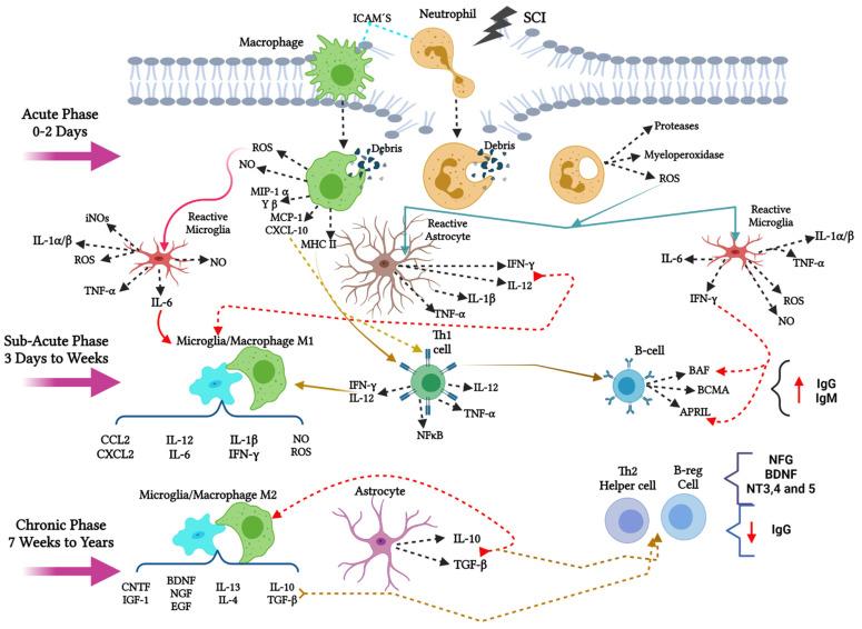 https://cdn.ncbi.nlm.nih.gov/pmc/blobs/b95e/8534338/5c9f3b8c1f61/cells-10-02783-g003.jpg