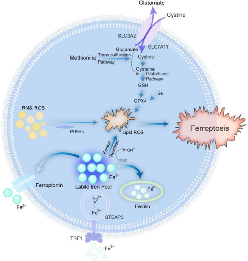 https://cdn.ncbi.nlm.nih.gov/pmc/blobs/b95f/12009076/c5c18e3a2f53/gr2.jpg