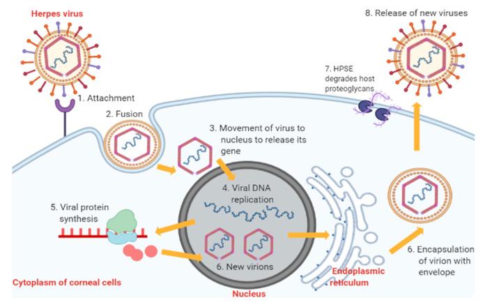 https://cdn.ncbi.nlm.nih.gov/pmc/blobs/b95f/7821943/2daf6d465528/pharmaceutics-13-00001-g002.jpg