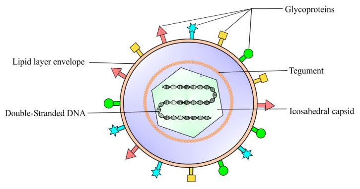https://cdn.ncbi.nlm.nih.gov/pmc/blobs/b95f/7821943/552104be2bb9/pharmaceutics-13-00001-g001.jpg