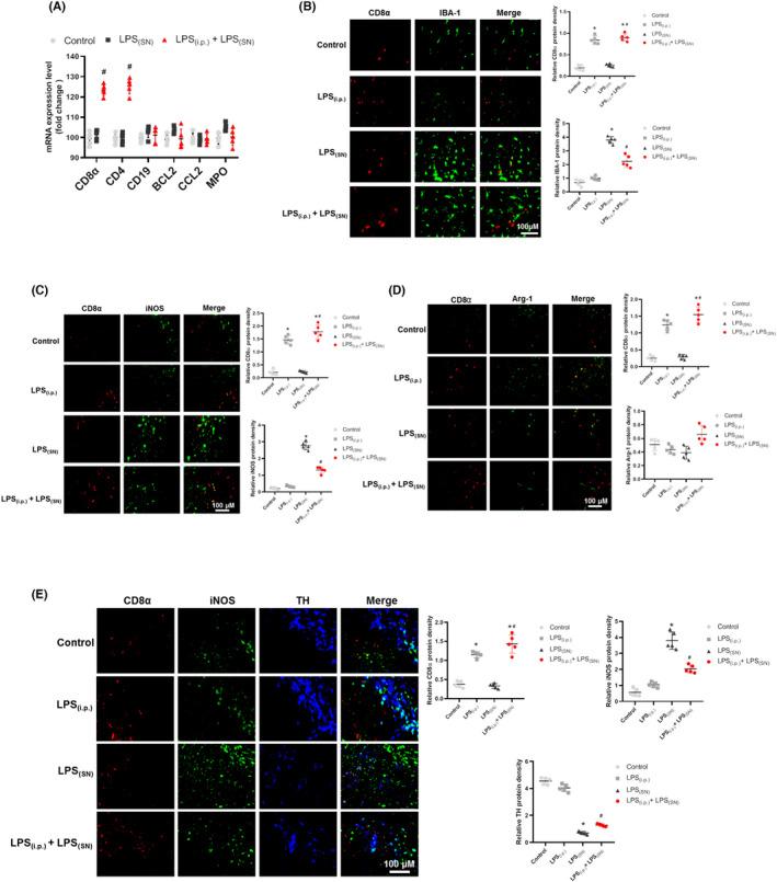 https://cdn.ncbi.nlm.nih.gov/pmc/blobs/b95f/9437226/9f4dc84c1e61/CNS-28-1624-g006.jpg