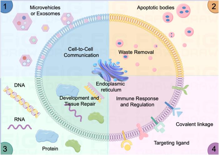 https://cdn.ncbi.nlm.nih.gov/pmc/blobs/b962/10900531/f7378ff9a28d/fcell-12-1344705-g001.jpg