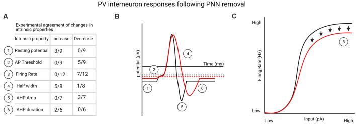 https://cdn.ncbi.nlm.nih.gov/pmc/blobs/b963/8141737/a03002746d59/fnsyn-13-673210-g0001.jpg
