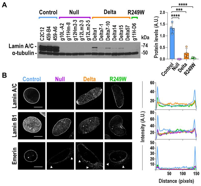 https://cdn.ncbi.nlm.nih.gov/pmc/blobs/b964/7291140/30d4b4e9baf1/cells-09-01286-g002.jpg