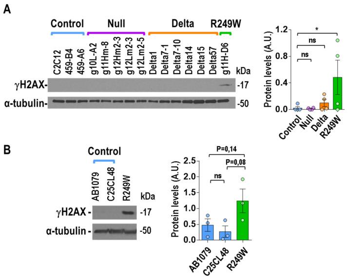 https://cdn.ncbi.nlm.nih.gov/pmc/blobs/b964/7291140/3d8eb6ce774e/cells-09-01286-g007.jpg