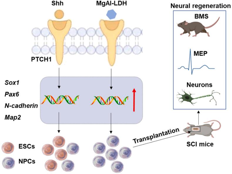 https://cdn.ncbi.nlm.nih.gov/pmc/blobs/b965/12169790/30394ed01371/gr9.jpg