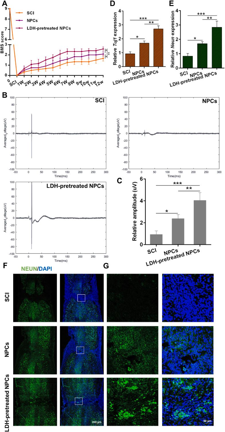 https://cdn.ncbi.nlm.nih.gov/pmc/blobs/b965/12169790/56cd196c8607/gr8.jpg