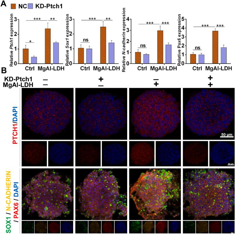 https://cdn.ncbi.nlm.nih.gov/pmc/blobs/b965/12169790/e29bf45ed5dc/gr6.jpg
