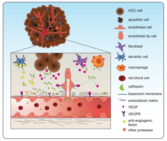https://cdn.ncbi.nlm.nih.gov/pmc/blobs/b965/9598942/cc1ccb2c66b1/biomedicines-10-02351-g002.jpg