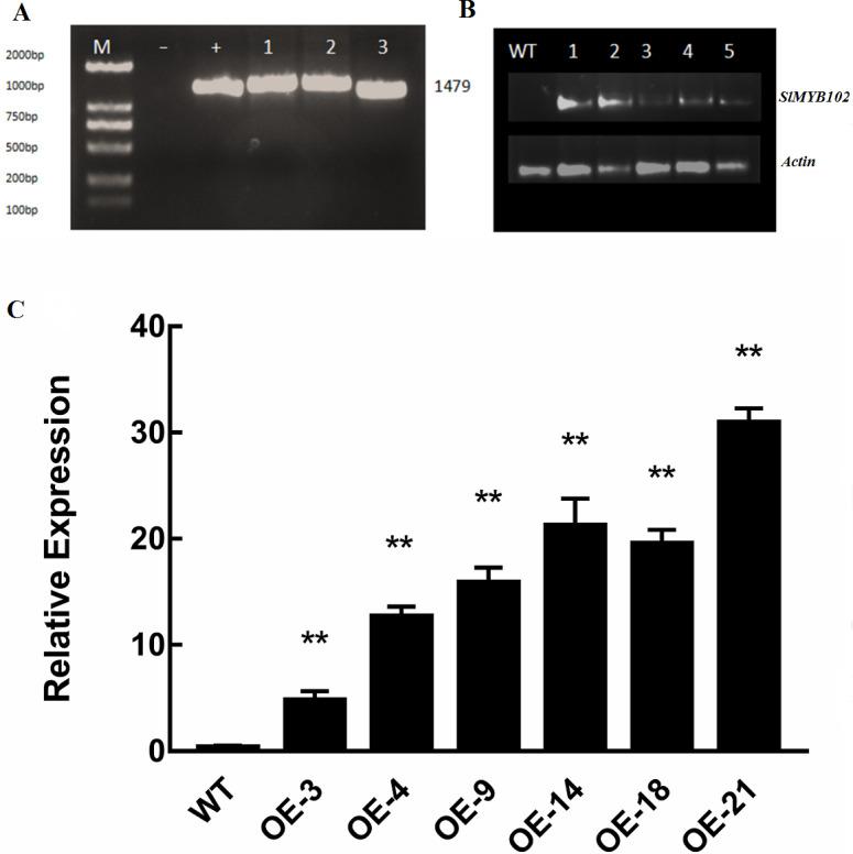 https://cdn.ncbi.nlm.nih.gov/pmc/blobs/b96a/7547593/91bae96eb8d0/peerj-08-10059-g004.jpg