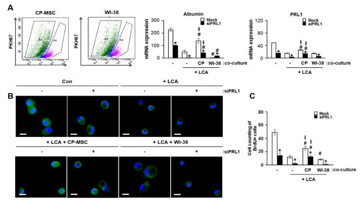 https://cdn.ncbi.nlm.nih.gov/pmc/blobs/b96b/8533985/3b99ea65ed31/cells-10-02530-g006.jpg