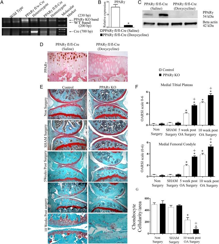 https://cdn.ncbi.nlm.nih.gov/pmc/blobs/b96d/4345902/4667a55e6f87/annrheumdis-2014-205743f01.jpg