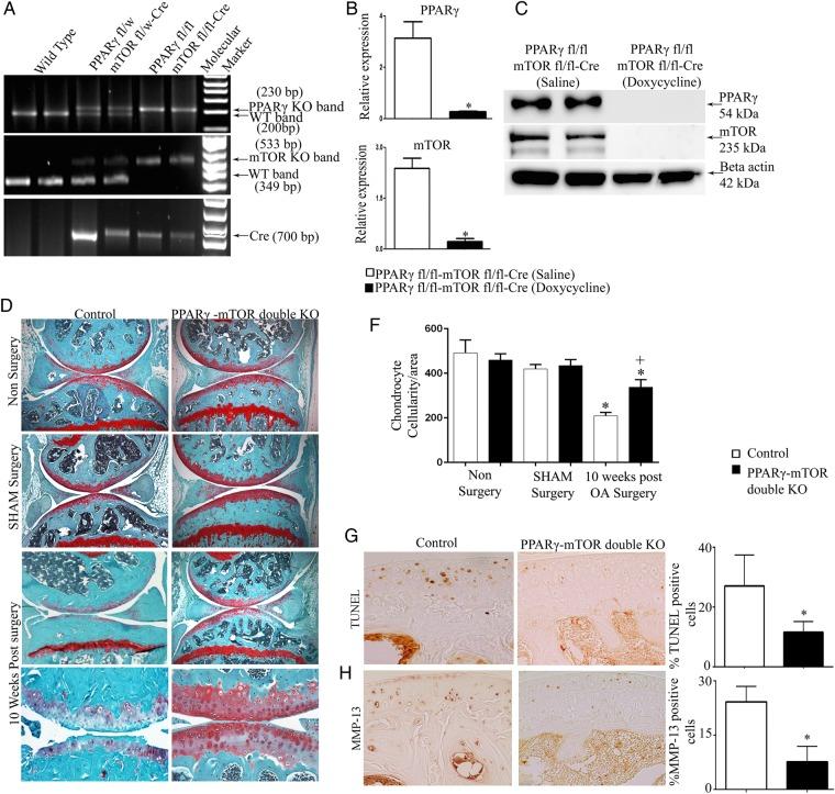 https://cdn.ncbi.nlm.nih.gov/pmc/blobs/b96d/4345902/6e94a6b56f0f/annrheumdis-2014-205743f05a.jpg