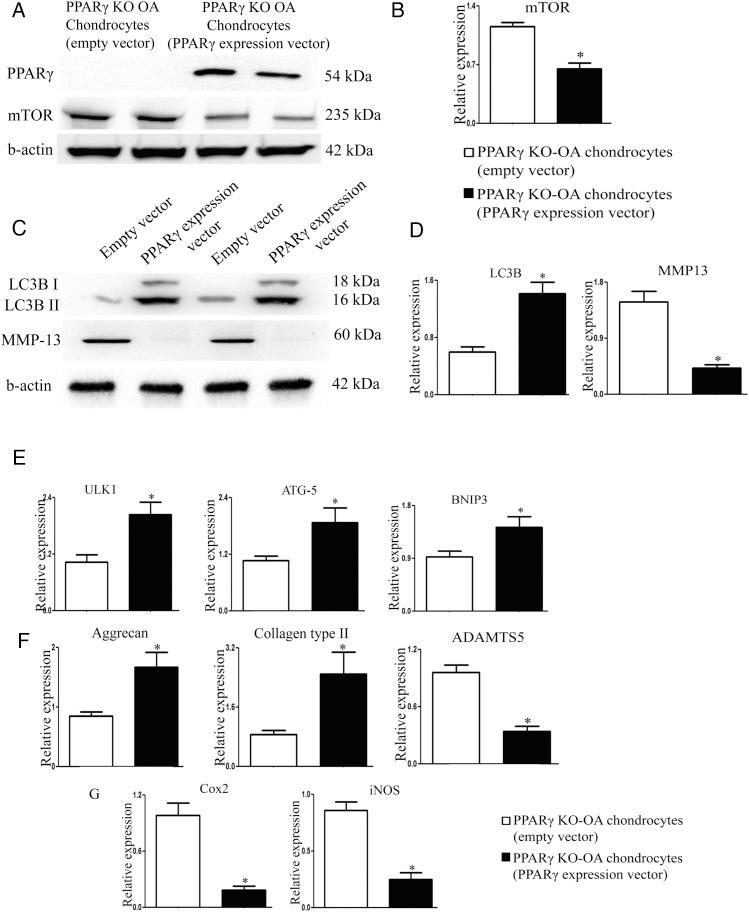 https://cdn.ncbi.nlm.nih.gov/pmc/blobs/b96d/4345902/8c7596027965/annrheumdis-2014-205743f04.jpg