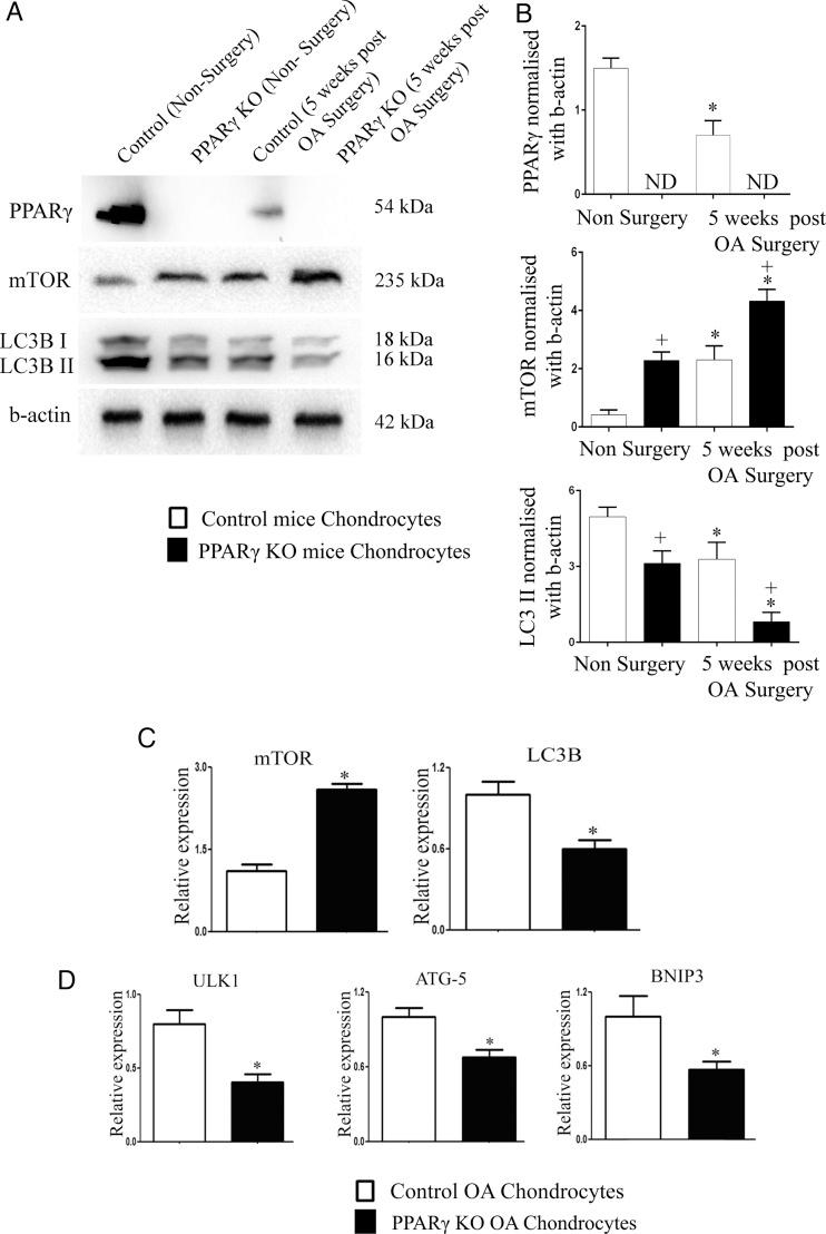 https://cdn.ncbi.nlm.nih.gov/pmc/blobs/b96d/4345902/ef5163682d4c/annrheumdis-2014-205743f03.jpg
