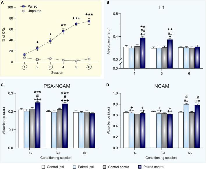 https://cdn.ncbi.nlm.nih.gov/pmc/blobs/b970/9811386/ae58691231f1/fnana-16-1082701-g002.jpg