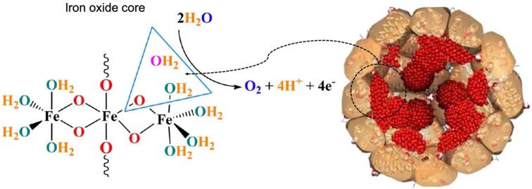 https://cdn.ncbi.nlm.nih.gov/pmc/blobs/b972/6929972/6bf2890dae02/thnov10p0687g005.jpg