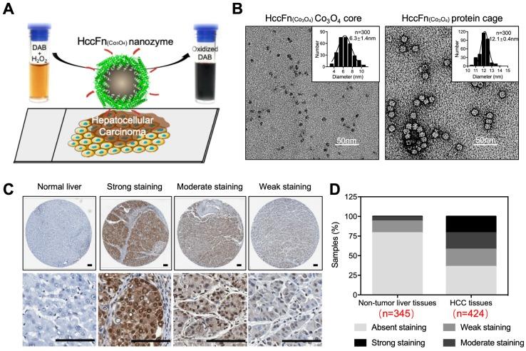 https://cdn.ncbi.nlm.nih.gov/pmc/blobs/b972/6929972/a099fef71926/thnov10p0687g008.jpg